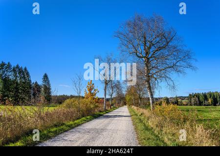 germany,bavaria,upper bavaria,tölzer land,königsdorf,district mooseurach,euracher filz,farm road Stock Photo