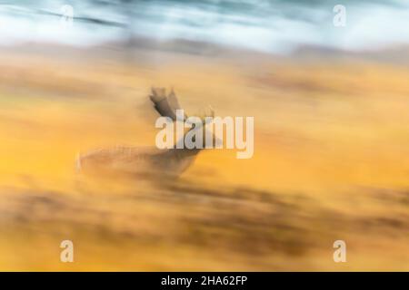 running fallow deer in an open space,cervus dama,autumn,october,hesse,germany,europe Stock Photo