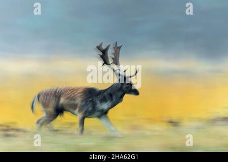 running fallow deer in an open space,cervus dama,autumn,october,hesse,germany,europe Stock Photo