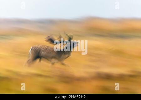 running fallow deer in the rut on an open area,cervus dama,autumn,october,hesse,germany,europe Stock Photo