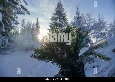 Woman holding Pine tree branches and Conifer cone in snowy forest Stock Photo