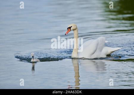 mute swan (cygnus olor),mother with her young swimming on a lake,bavaria,germany Stock Photo