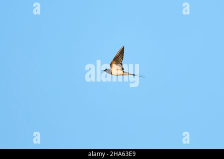 barn swallow (hirundo rustica) in flight,bavaria,germany Stock Photo