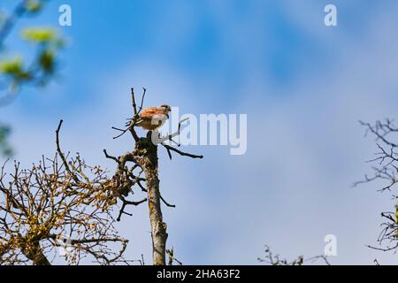 kestrel (falco tinnunculus) sitting on a tree,bavaria,germany Stock Photo