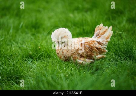 domestic chicken (gallus gallus domesticus),hen,in a meadow,upper palatinate,bavaria,germany Stock Photo