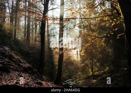 forest in the silberbachtal Stock Photo
