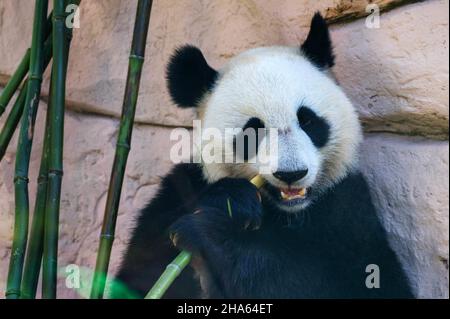 Close-up of Giant panda eating some bamboo stick Stock Photo