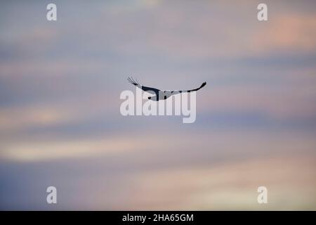 carrion crow (corvus corone),flies in the sky,bavaria,germany Stock Photo