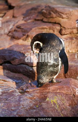 humboldt penguin (spheniscus humboldti) dressing up on a rock,captive,germany Stock Photo