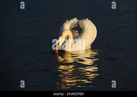 mute swan (cygnus olor),bavaria,germany Stock Photo