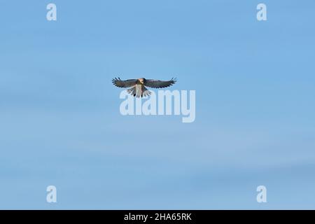 common kestrel (falco tinnunculus),female,hunting in shaking flight,bavaria,germany Stock Photo