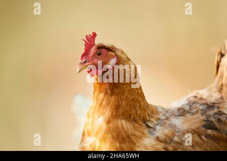 domestic chicken (gallus gallus domesticus),farm,free range,hen,half portrait Stock Photo