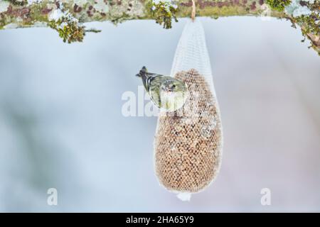 siskin (spinus spinus) sitting at the feeding station,bavaria,germany Stock Photo