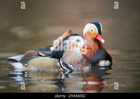 mandarin ducks (aix galericulata),swimming on a lake,bavaria,germany Stock Photo