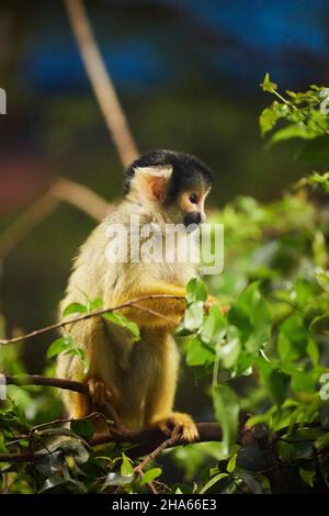 common squirrel monkey (saimiri sciureus),branch,side,sitting Stock Photo