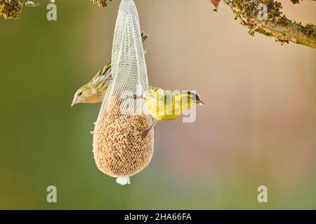 siskin (spinus spinus) sitting at the feeding station,bavaria,germany Stock Photo