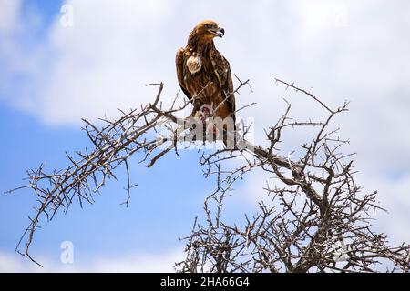 Steppe eagle sitting on the acacia tree Stock Photo