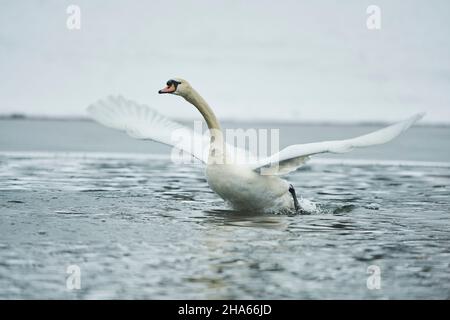 mute swan (cygnus olor),bavaria,start,germany Stock Photo