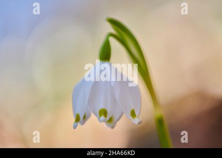 spring knot flower (leucojum vernum) märzenbecher,upper palatinate,bavaria,germany Stock Photo