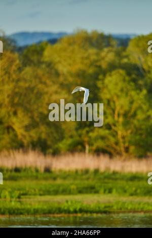 great egret (ardea alba,synonym casmerodius albus) in flight,bavaria,germany Stock Photo