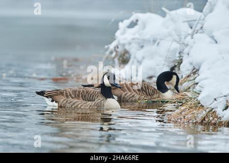 canada geese (branta canadensis) swimming on a lake in winter,franconia,bavaria,germany Stock Photo
