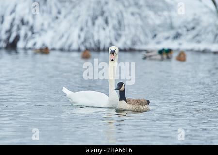 mute swan (cygnus olor),canada goose (branta canadensis),swimming,bavaria,germany Stock Photo