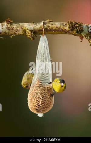 siskin (spinus spinus) sitting at the feeding station,bavaria,germany Stock Photo