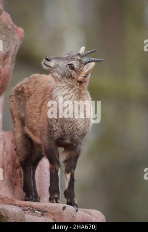 alpine ibex (capra ibex),rocks,sideways,standing,female Stock Photo