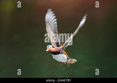 mandarin duck (aix galericulata),takes off on a lake,bavaria,germany Stock Photo