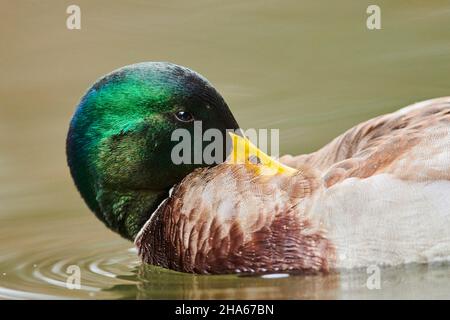 mallard (anas platyrhynchos),drake,portrait,swims on a lake bavaria,germany Stock Photo