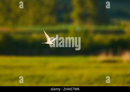 arctic tern (sterna paradisaea) flying,bavaria,germany, Stock Photo