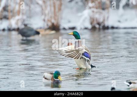 mallard (anas platyrhynchos),drake,shakes itself on a lake bavaria,germany Stock Photo