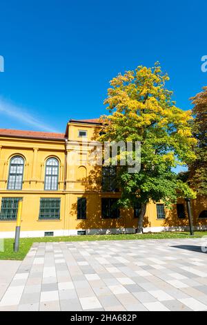autumn deciduous tree in front of the lenbachpalais in munich Stock Photo