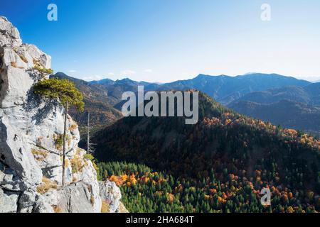 alpine mountain landscape with autumn-colored forest under a blue sky. view from leonhardstein to the kreuther mountains with the blauberge. mangfall mountains,bavaria,germany,europe Stock Photo