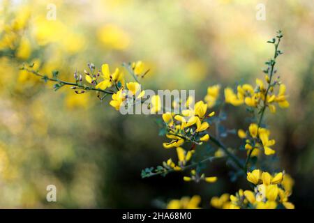 Closeup shot of beautiful yellow Baptisia tinctoria flowers growing in the garden Stock Photo