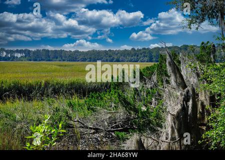 Spanish Moss on Edge of Wetland Marsh Stock Photo