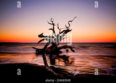 Driftwood Beach On Jekyll Island, GA Stock Photo