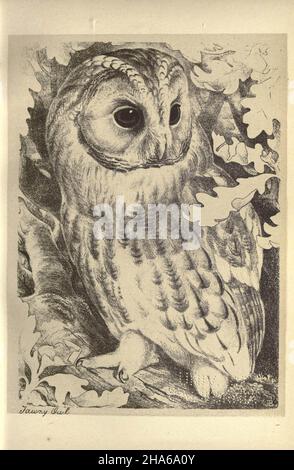'Tawny owl,' from plate 12 of Birds from Moidart and elsewhere (1895).