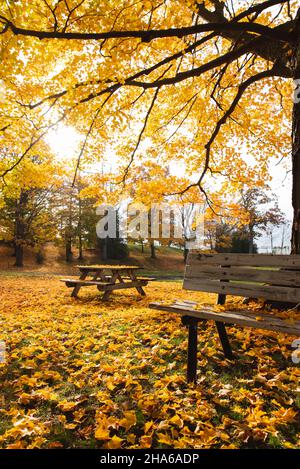 Bench and picnic table under big tree with yellow leaves in the fall. Stock Photo