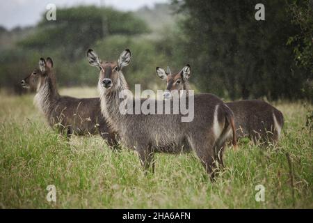 Waterbucks (Kobus ellipsiprymnus) staying in the grassland under the rain Stock Photo