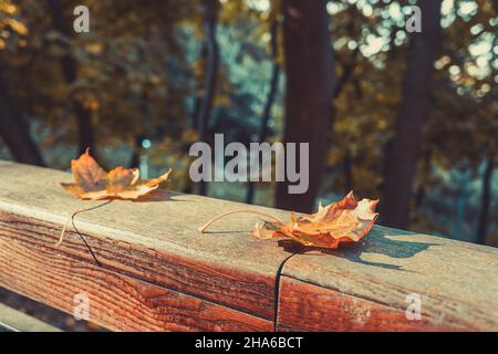 Two fallen yellow maple leaves on a wooden beam in the park closeup Stock Photo