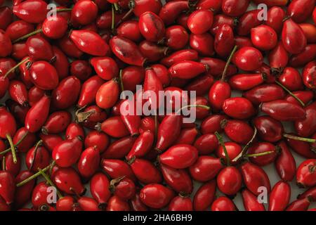 Dog rose (Rosa Canina) red hips harvest, top view Stock Photo