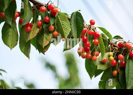 Prunus cerasus sour cherries ripening red fruits Stock Photo