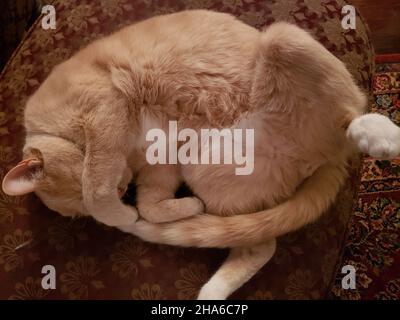 Cute Curled Up Cream Tabby Cat on an ottoman Stock Photo