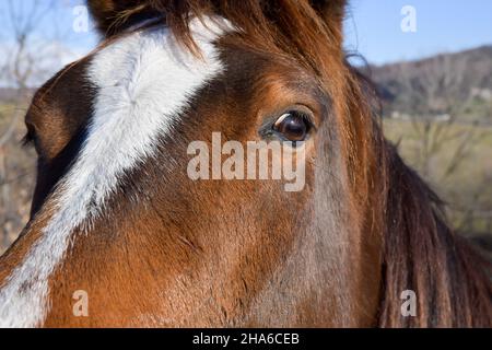 Chestnut brown horse outside in the pasture Stock Photo