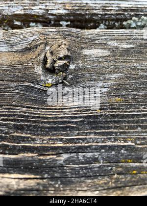 Close-up of wood. Stock Photo