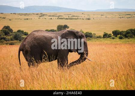 African bush elephant (Loxodonta africana) in a high yellow grass Stock Photo
