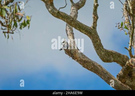 A wood swallow at the entrance to its nest in the branch of a tree Stock Photo