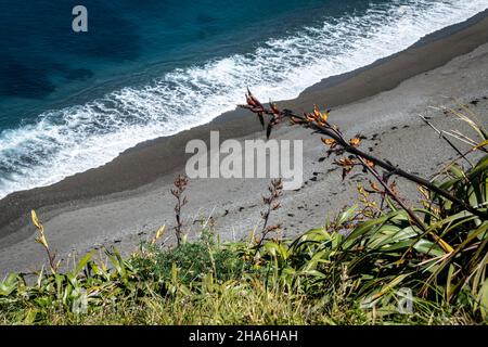Flax plant above the beach and sea at Breaker Bay, Wellington, North Island, New Zealand Stock Photo