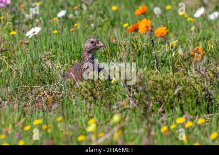 The Cape spurfowl or Cape francolin (Pternistis capensis) photographed among spring flowers in the West Coast National Park in South Africa. Stock Photo